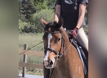 Freiberg / Franches Montagnes, Giumenta, 3 Anni, 156 cm, Baio