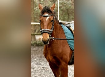 Freiberg / Franches Montagnes, Giumenta, 3 Anni, 157 cm, Baio