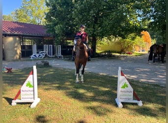 Freiberg / Franches Montagnes, Giumenta, 3 Anni, 157 cm, Baio