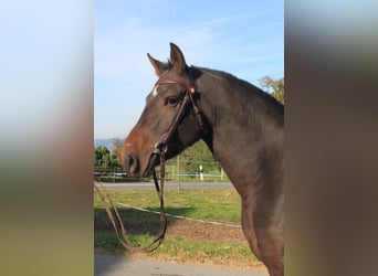Freiberg / Franches Montagnes, Giumenta, 3 Anni, 158 cm, Baio nero