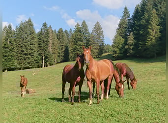Freiberg / Franches Montagnes, Giumenta, 4 Anni, 153 cm, Baio