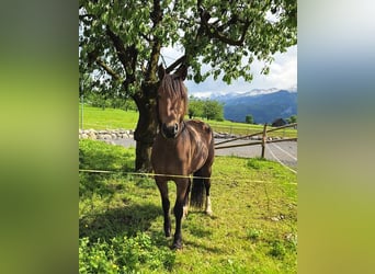 Freiberg / Franches Montagnes, Giumenta, 4 Anni, 153 cm, Baio