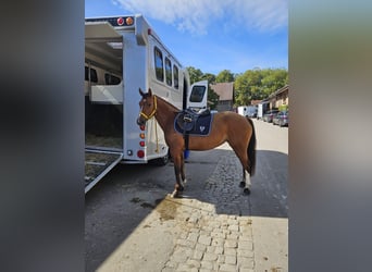 Freiberg / Franches Montagnes, Giumenta, 4 Anni, 153 cm, Baio