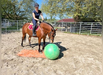 Freiberg / Franches Montagnes, Giumenta, 4 Anni, 153 cm, Baio