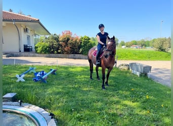 Freiberg / Franches Montagnes, Giumenta, 4 Anni, 153 cm, Baio