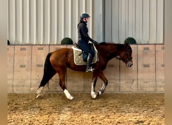 Freiberg / Franches Montagnes, Giumenta, 4 Anni, 154 cm, Baio