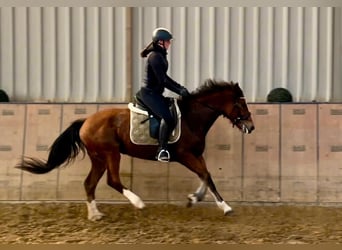 Freiberg / Franches Montagnes, Giumenta, 4 Anni, 154 cm, Baio