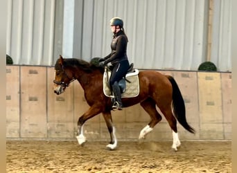 Freiberg / Franches Montagnes, Giumenta, 4 Anni, 154 cm, Baio