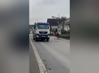 Freiberg / Franches Montagnes, Giumenta, 4 Anni, 156 cm, Baio