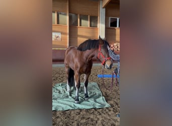 Freiberg / Franches Montagnes, Giumenta, 4 Anni, 156 cm, Baio