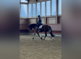 Freiberg / Franches Montagnes, Giumenta, 4 Anni, 156 cm, Baio