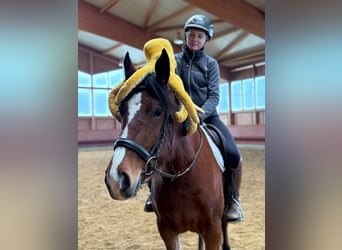 Freiberg / Franches Montagnes, Giumenta, 4 Anni, 156 cm, Baio