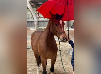 Freiberg / Franches Montagnes, Giumenta, 4 Anni, 157 cm, Baio
