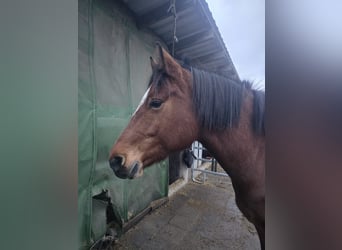 Freiberg / Franches Montagnes, Giumenta, 5 Anni, 150 cm, Baio