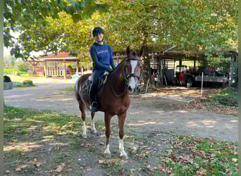 Freiberg / Franches Montagnes, Giumenta, 5 Anni, 153 cm, Baio