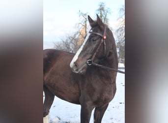 Freiberg / Franches Montagnes, Giumenta, 5 Anni, 154 cm, Sauro scuro