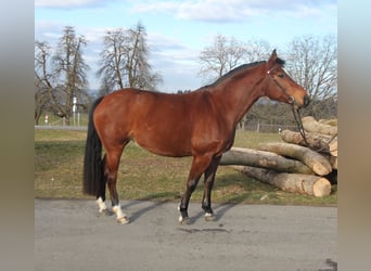 Freiberg / Franches Montagnes, Giumenta, 5 Anni, 156 cm, Baio