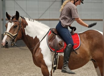 Freiberg / Franches Montagnes Mix, Giumenta, 6 Anni, 155 cm, Pezzato