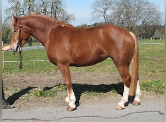 Freiberg / Franches Montagnes, Giumenta, 6 Anni, 159 cm, Sauro