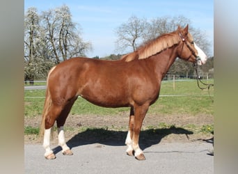Freiberg / Franches Montagnes, Giumenta, 6 Anni, 159 cm, Sauro