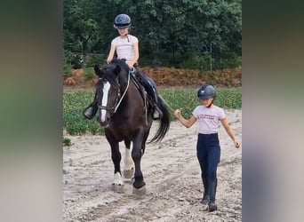 Freiberg / Franches Montagnes Mix, Giumenta, 6 Anni, 161 cm, Morello