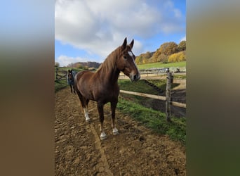 Freiberg / Franches Montagnes, Giumenta, 6 Anni, 165 cm, Sauro