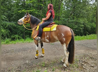 Freiberg / Franches Montagnes Mix, Giumenta, 7 Anni, 155 cm, Pezzato