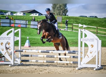 Freiberg / Franches Montagnes Mix, Giumenta, 7 Anni, 156 cm, Baio