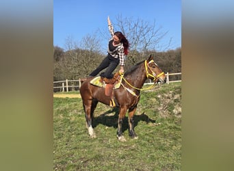 Freiberg / Franches Montagnes, Giumenta, 8 Anni, 155 cm, Baio