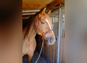 Freiberg / Franches Montagnes, Giumenta, 9 Anni, 155 cm, Sauro