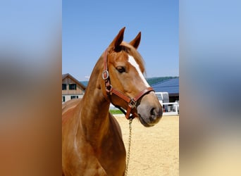 Freiberg / Franches Montagnes, Giumenta, 9 Anni, 155 cm, Sauro