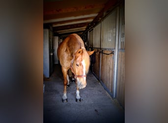 Freiberg / Franches Montagnes, Giumenta, 9 Anni, 155 cm, Sauro