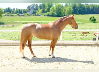Freiberg / Franches Montagnes, Giumenta, 9 Anni, 155 cm, Sauro