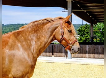 Freiberg / Franches Montagnes, Giumenta, 9 Anni, 155 cm, Sauro