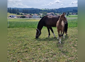 Freiberg / Franches Montagnes, Giumenta, , Baio