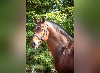 Freiberg / Franches Montagnes, Stallone, 12 Anni, 161 cm, Baio ciliegia