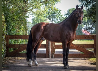 Freiberg / Franches Montagnes, Stallone, 12 Anni, 161 cm, Baio ciliegia