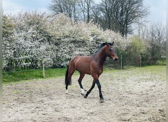 Freiberg / Franches Montagnes, Stallone, 12 Anni, 161 cm, Baio ciliegia