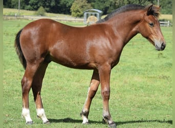 Freiberg / Franches Montagnes, Stallone, 1 Anno, 155 cm, Baio