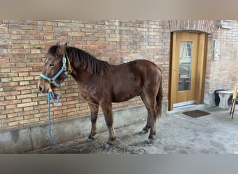 Freiberg / Franches Montagnes Mix, Stallone, 2 Anni, 135 cm, Sauro