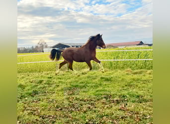 Freiberg / Franches Montagnes, Stallone, 2 Anni, 150 cm, Baio