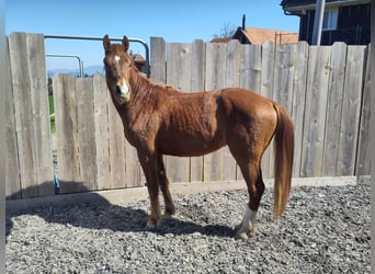Freiberg / Franches Montagnes, Stallone, 2 Anni, 155 cm, Sauro scuro