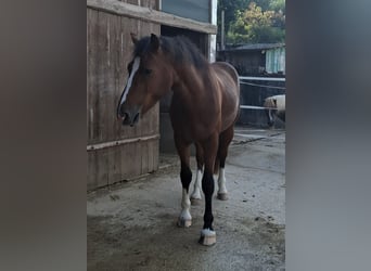 Freiberg / Franches Montagnes, Stallone, 2 Anni, 159 cm, Baio