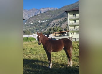 Freiberg / Franches Montagnes, Stallone, Puledri (03/2026), 153 cm, Sauro scuro