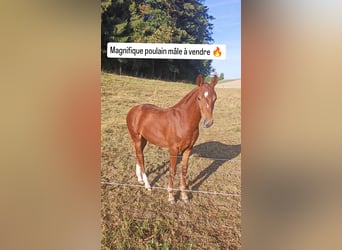 Freiberg / Franches Montagnes, Stallone, Puledri (04/2026), 154 cm, Sauro