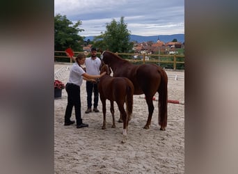Freiberg / Franches Montagnes, Stallone, Puledri (04/2026), 154 cm, Sauro