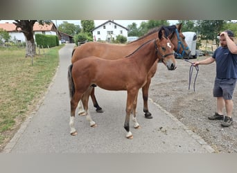 Freiberg / Franches Montagnes, Stallone, Puledri (03/2026), 157 cm, Baio