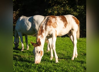 Freiberg / Franches Montagnes, Stallone, Puledri (04/2026), 160 cm, Pezzato