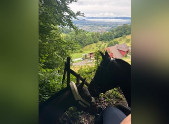 Freiberg / Franches Montagnes, Stallone, Puledri (04/2025), Baio scuro