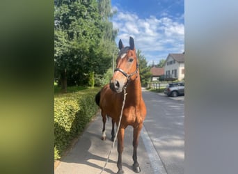 Freiberger, Caballo castrado, 10 años, 157 cm, Castaño